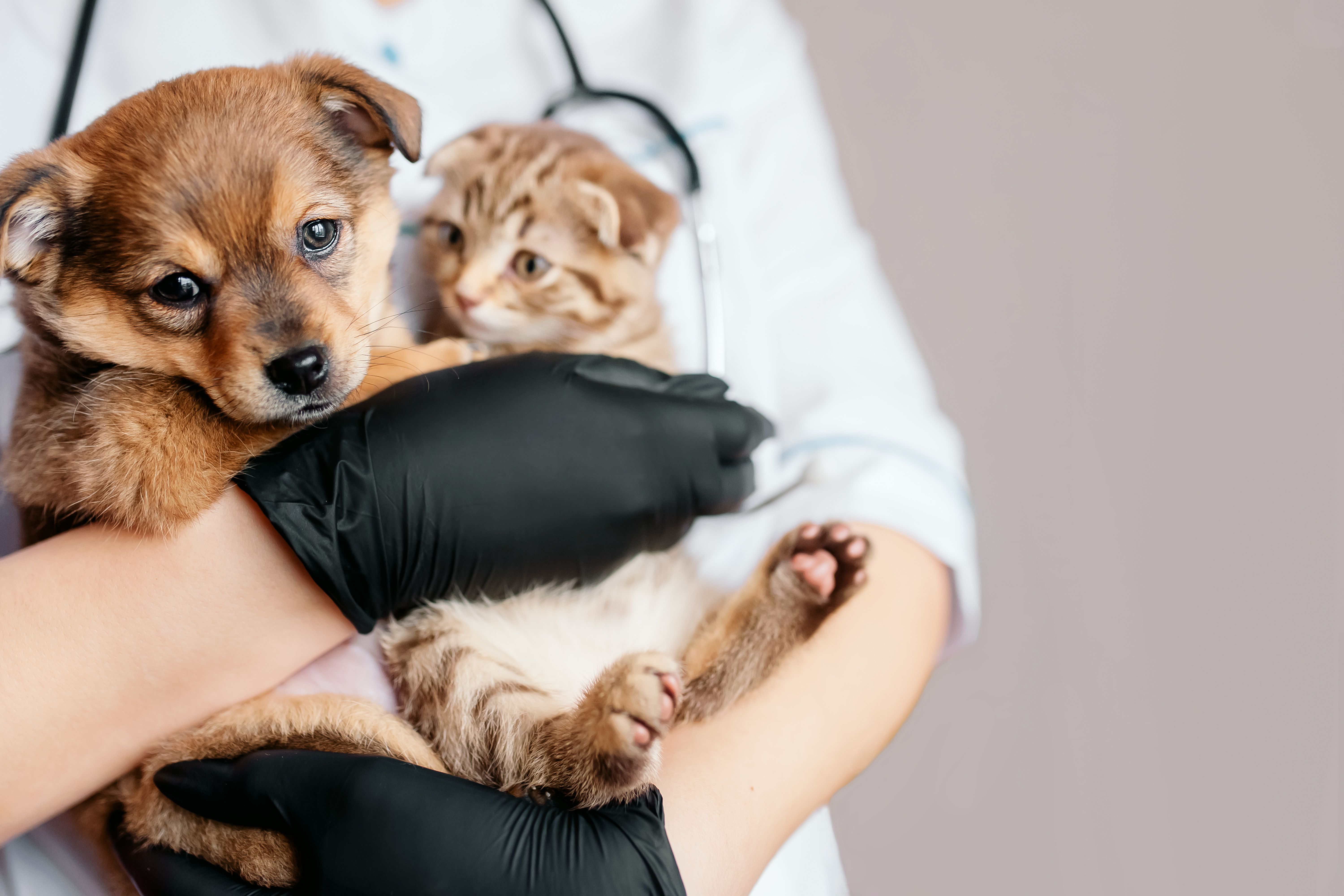 Clínica Veterinária Bandeirantes em Cubatão