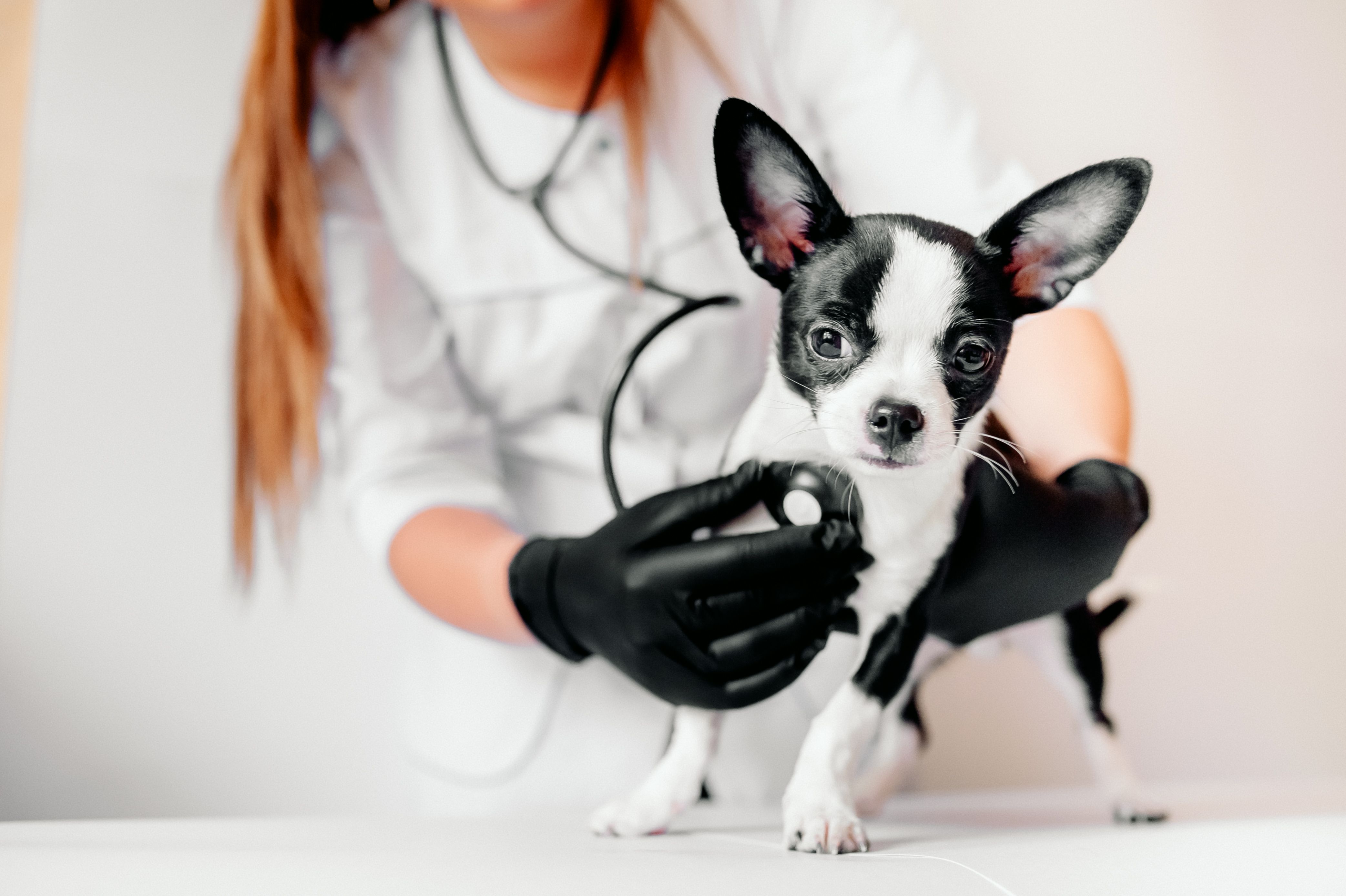 Clínica Veterinária Bandeirantes em Cubatão